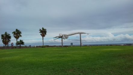 Szkielet kaszalota w Morro Jable 