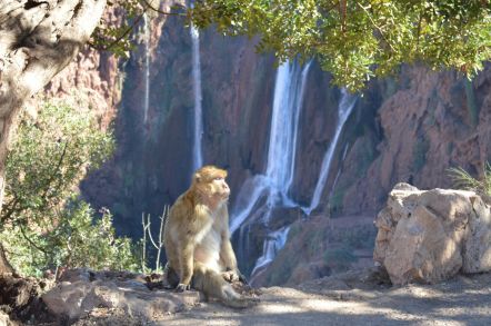 W tle wodospady Ouzoud.