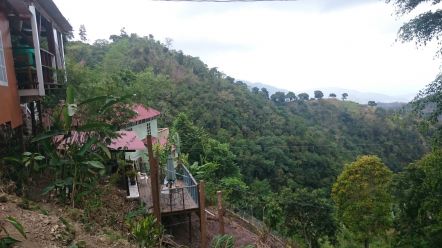Blue Mountains, Jamaica